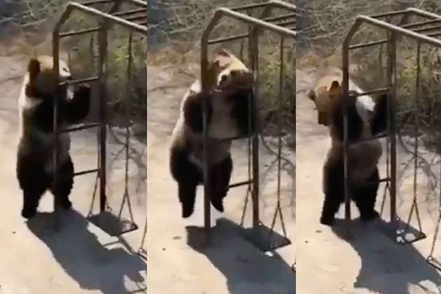 This Excited Bear