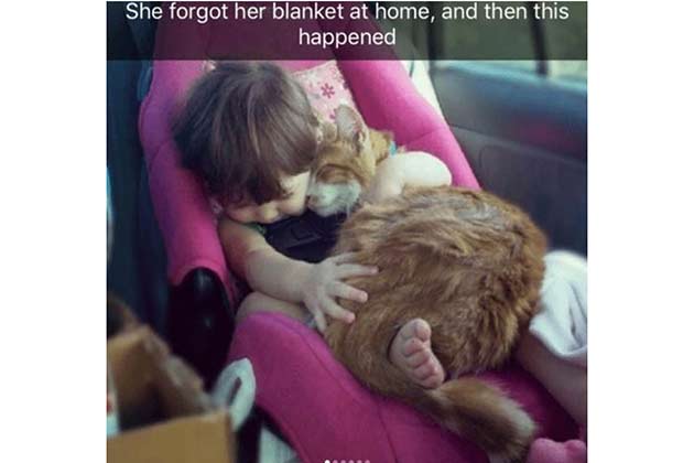 A Purrfect Pillow