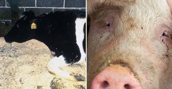 mad cow and swine flu