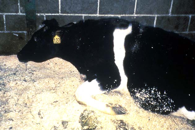 Mad Cow