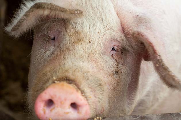 Swine Flu