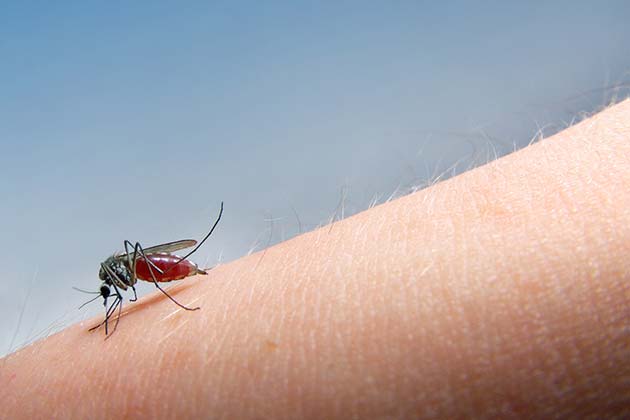 West Nile Virus