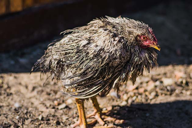 Bird Flu