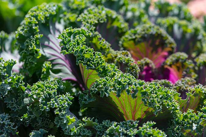 Kale