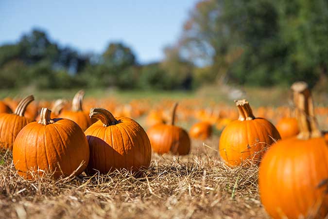 Pumpkin
