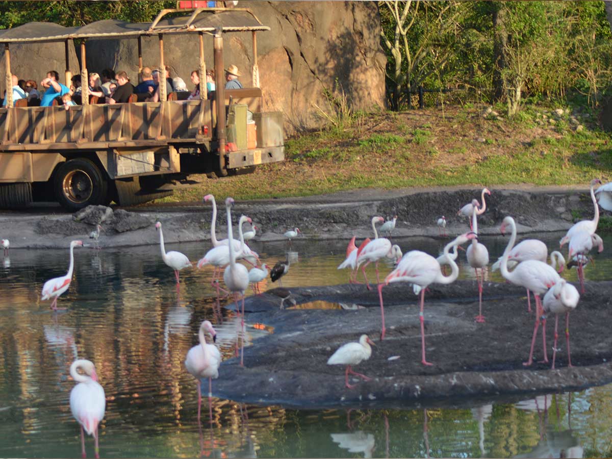 You Can Take a Private Tour of the Animal Kingdom at Night