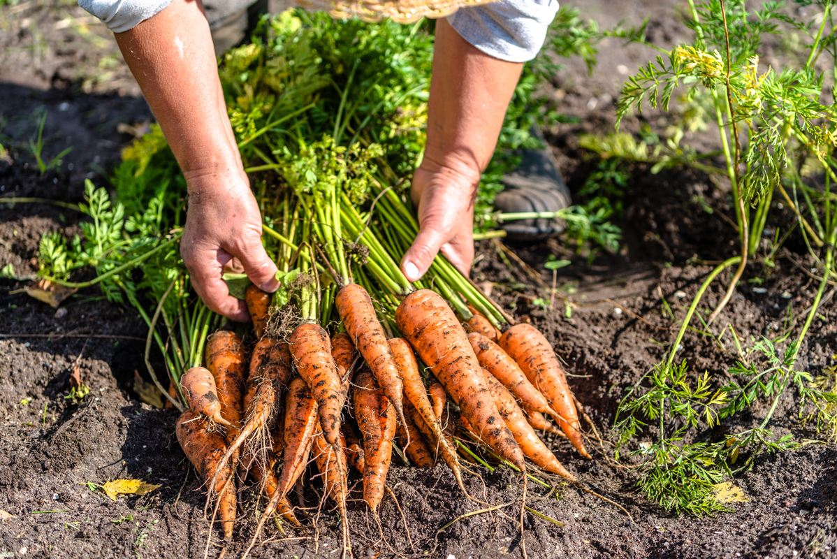 Carrots