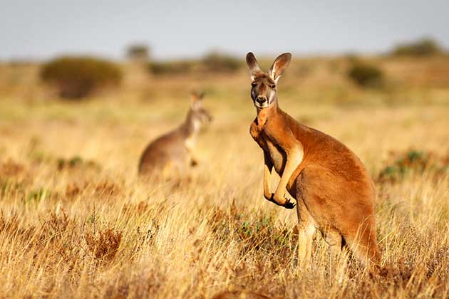 Australia & Danger
