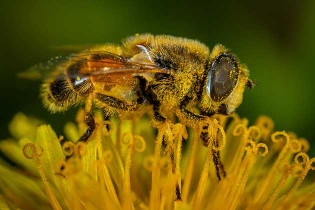 Pollen