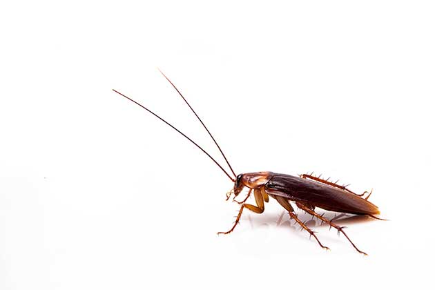 Cockroaches