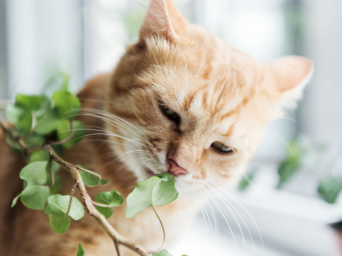 Houseplants