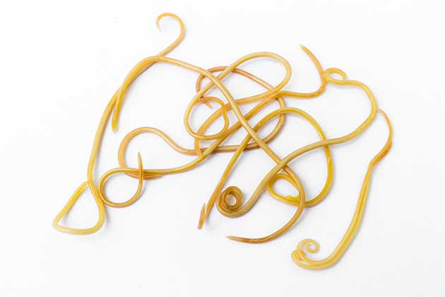 Tapeworms for Weight Loss