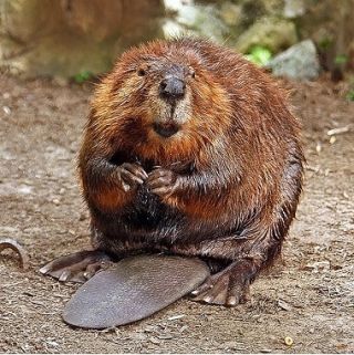 Beaver Testicles