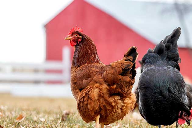 Chicken Poop for Baldness