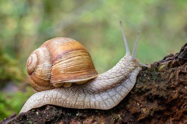 Snail Slime for a Sore Throat