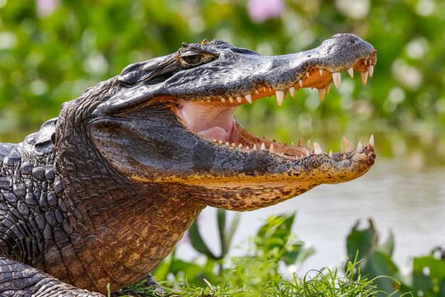 Crocodile Poop as a Contraceptive