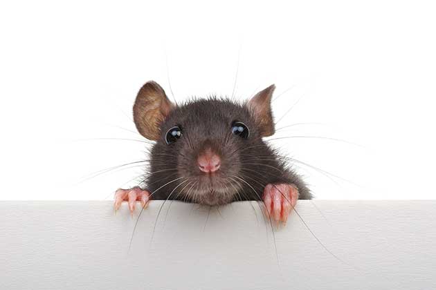 Dead Mice for Toothpaste