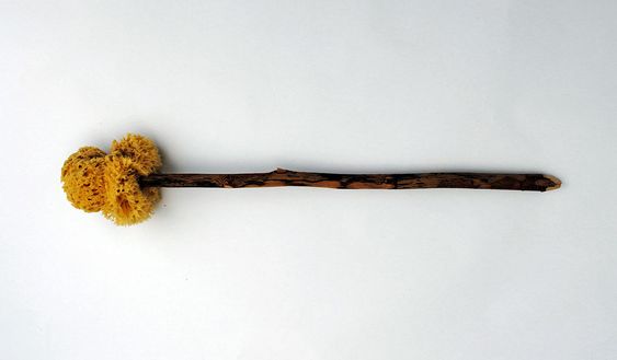 Xlyospongium