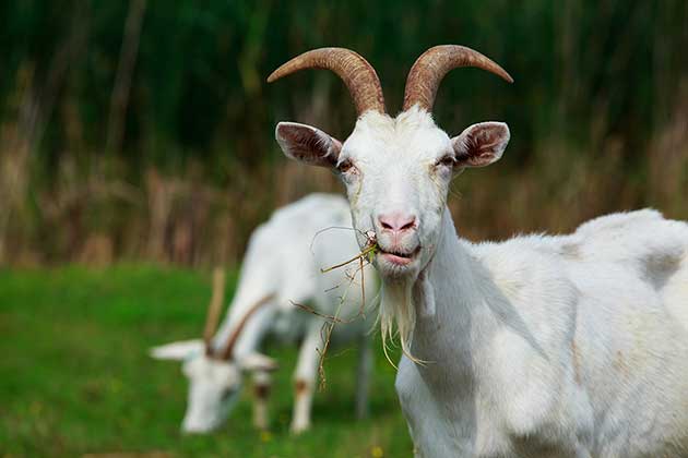 Goat Poop for Energy