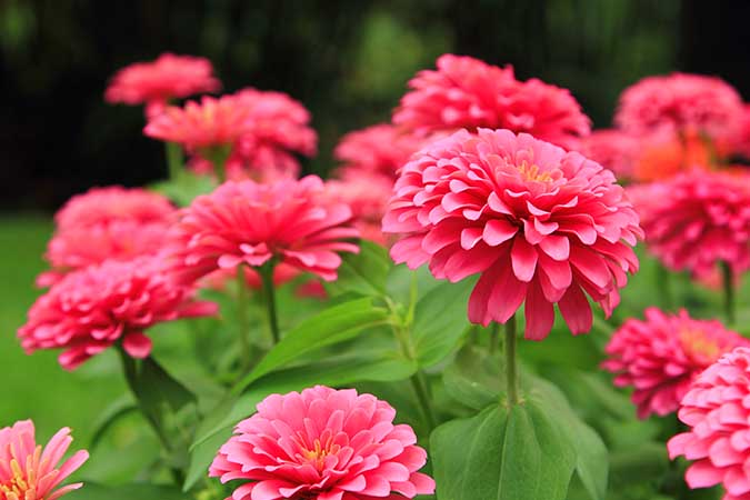 Zinnias