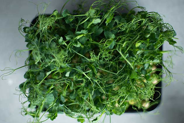 Sprouts