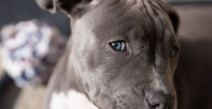 couple adopts a dog get a bit more than they bargained for