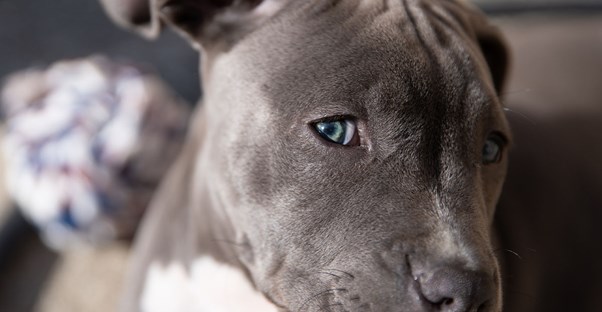 couple adopts a dog get a bit more than they bargained for