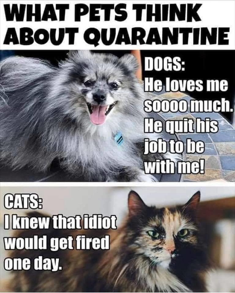 What Pets Think About Quarantine