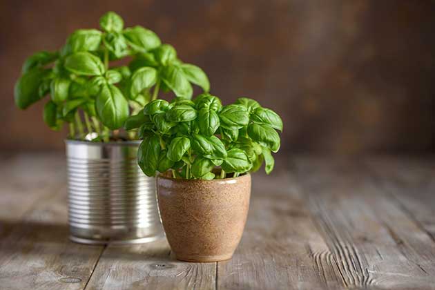 Basil