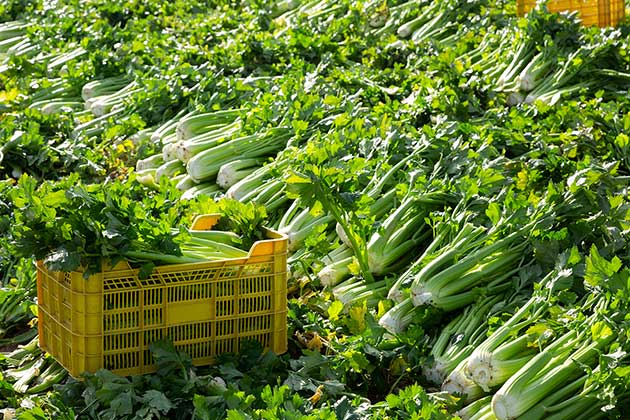 Con: Celery is a Regular on the "Dirty Dozen" List