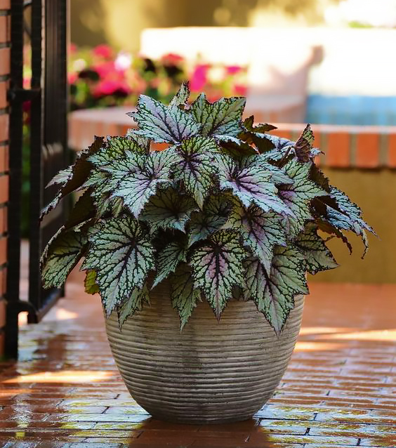 Shade Plants