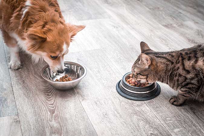 Pet Food