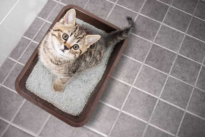 Cat Litter