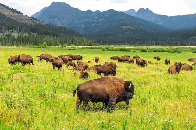 3. Yellowstone National Park