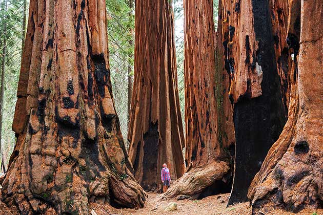 4. Sequoia National Park