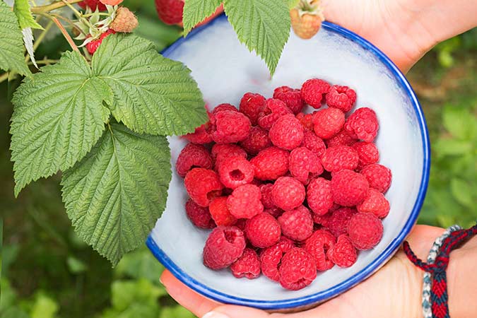 Raspberries