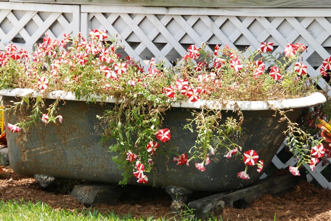 Bathtub Planters