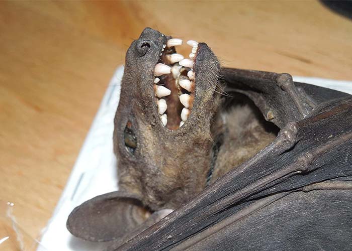 Taxidermy