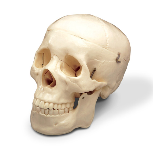 Human Skulls and Skeletons