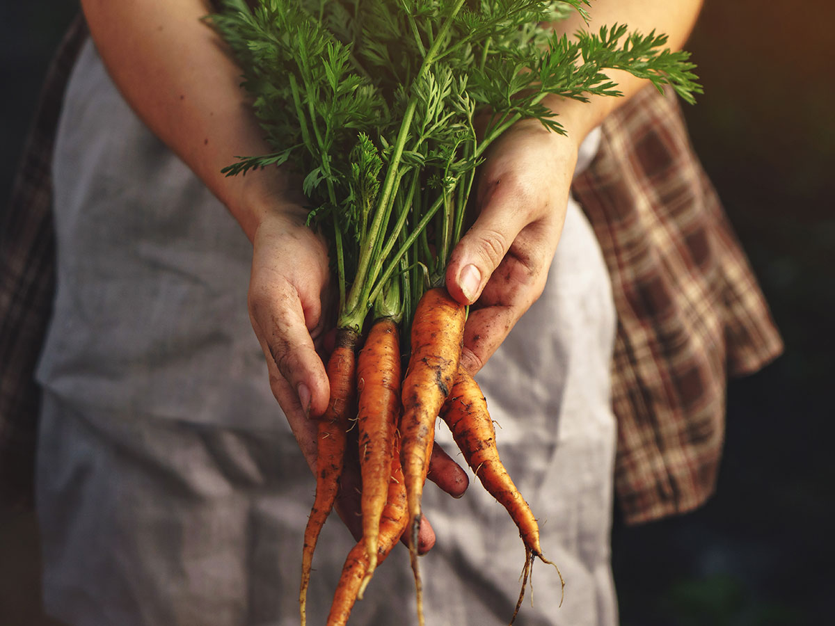 Carrots
