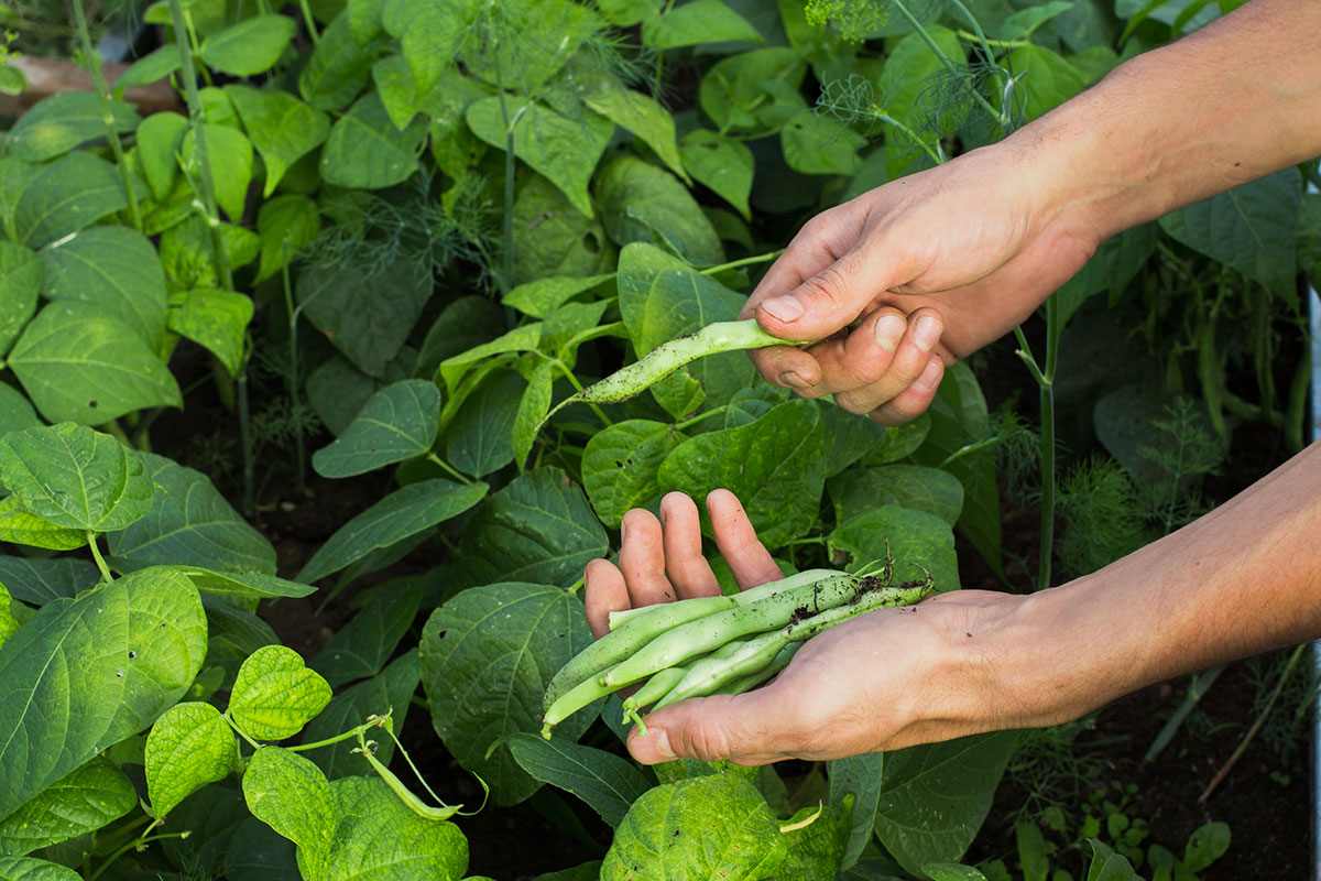 Green Beans