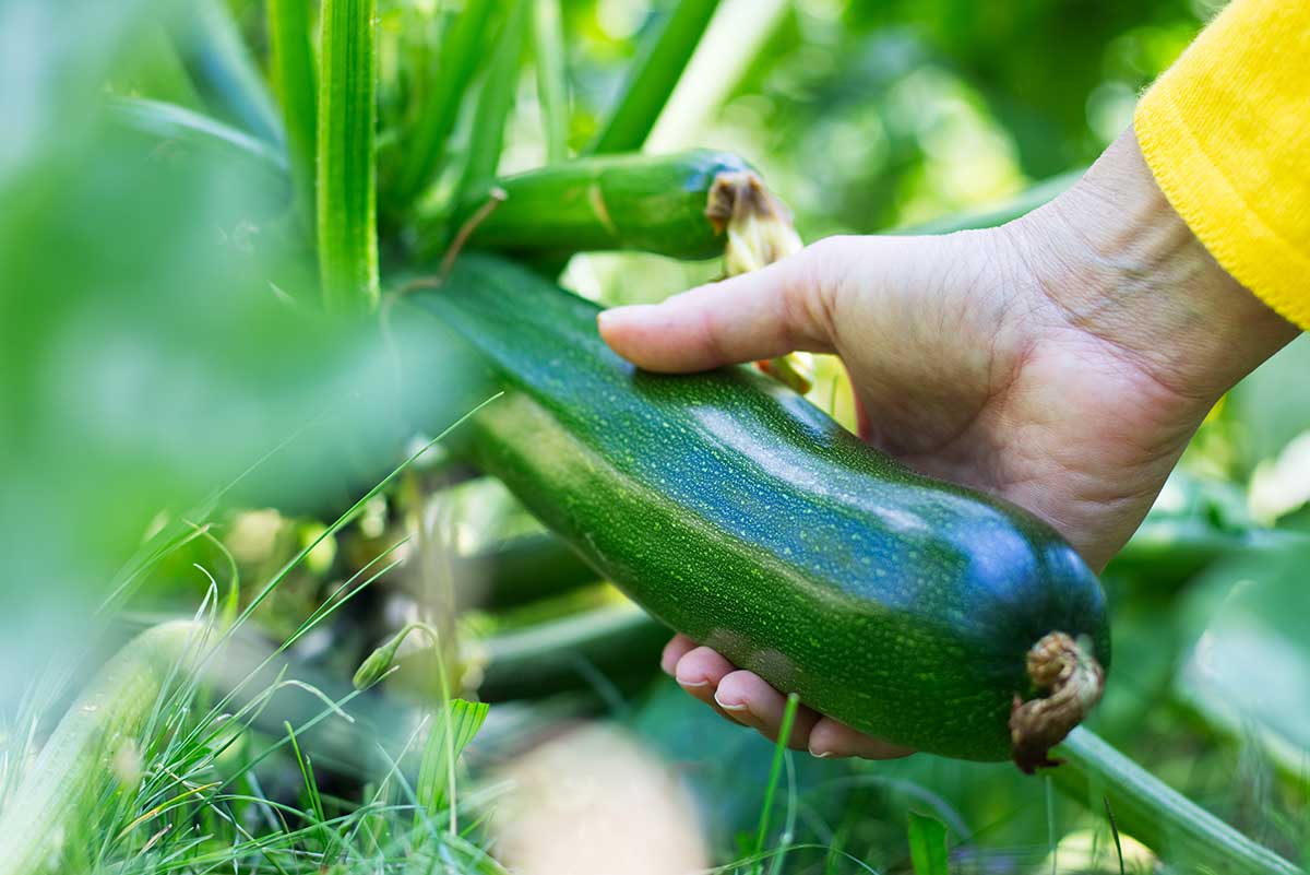 Zucchini