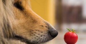 Dog sniffing a tomato