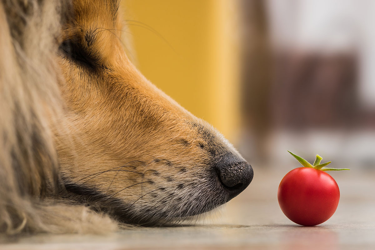 Tomatoes