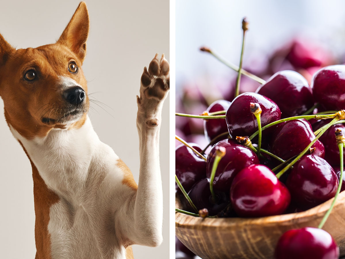 Cherries