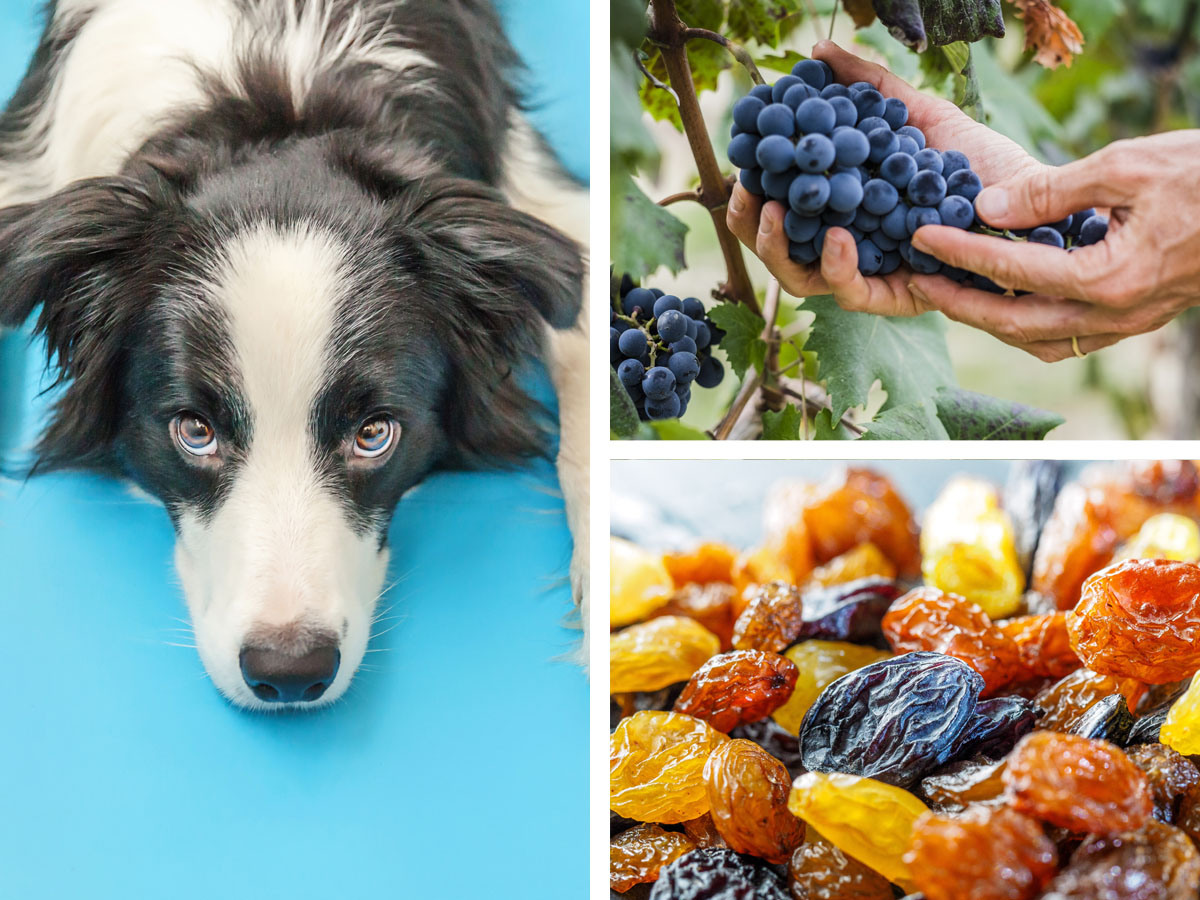 Grapes and Raisins