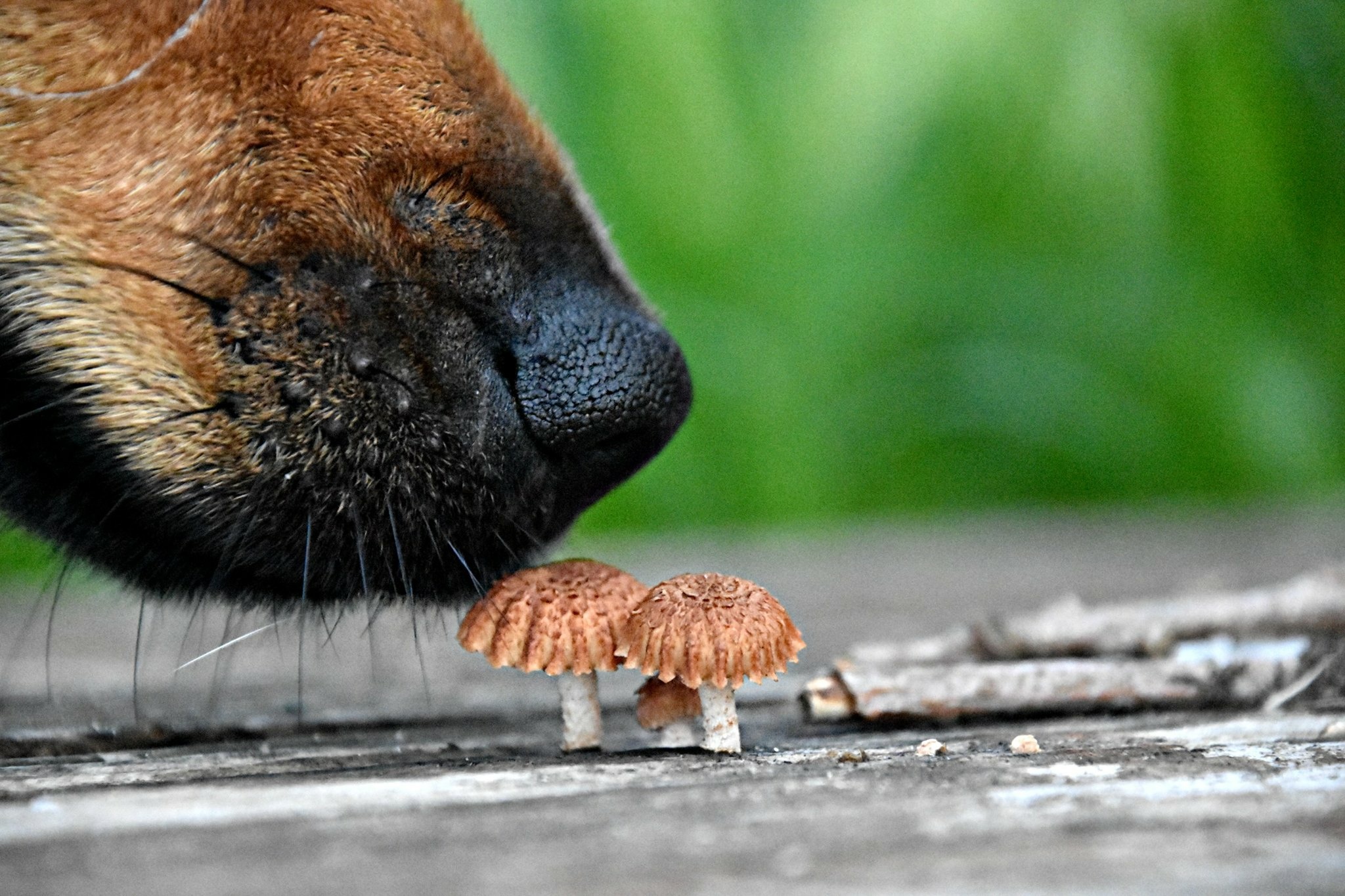Mushrooms