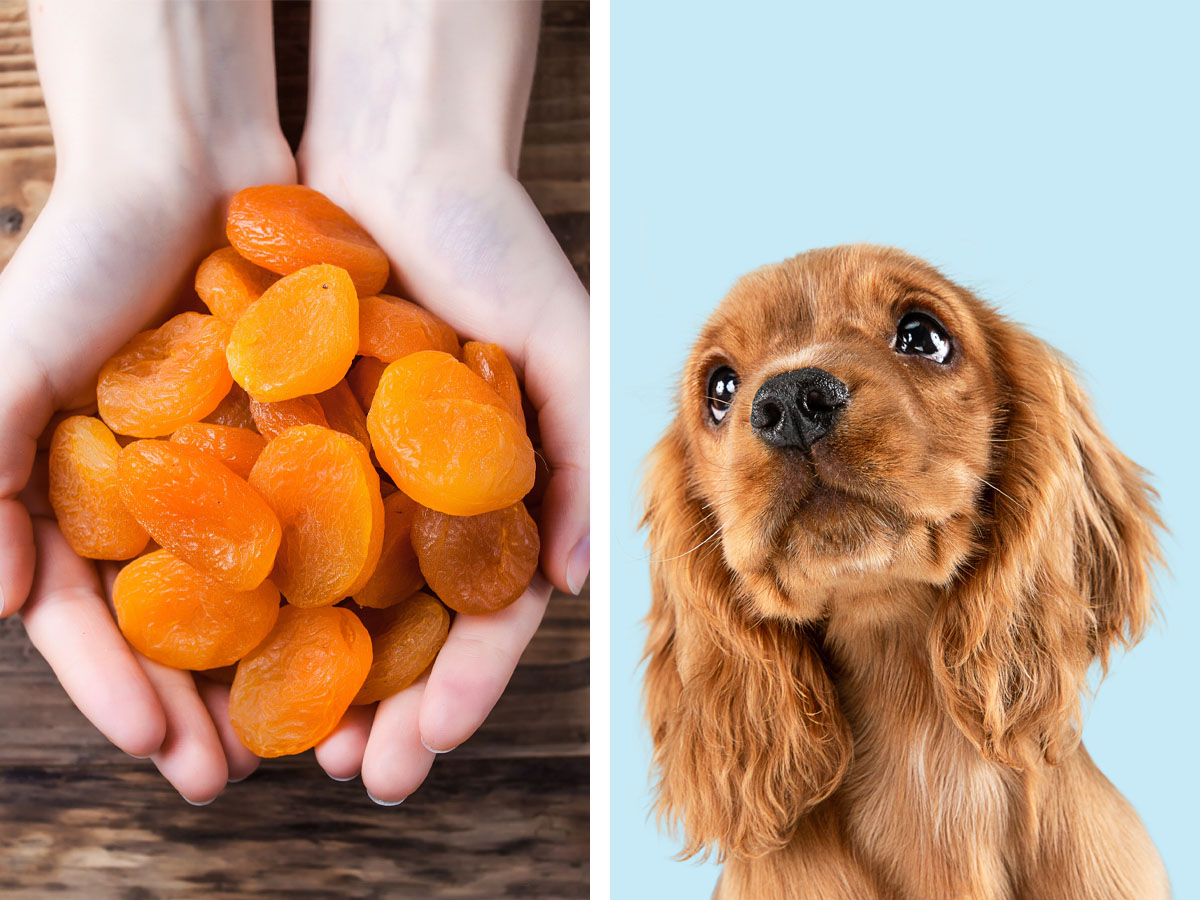 Apricots