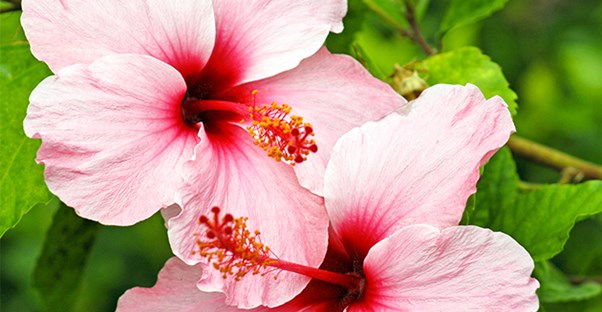 best plants for the winter