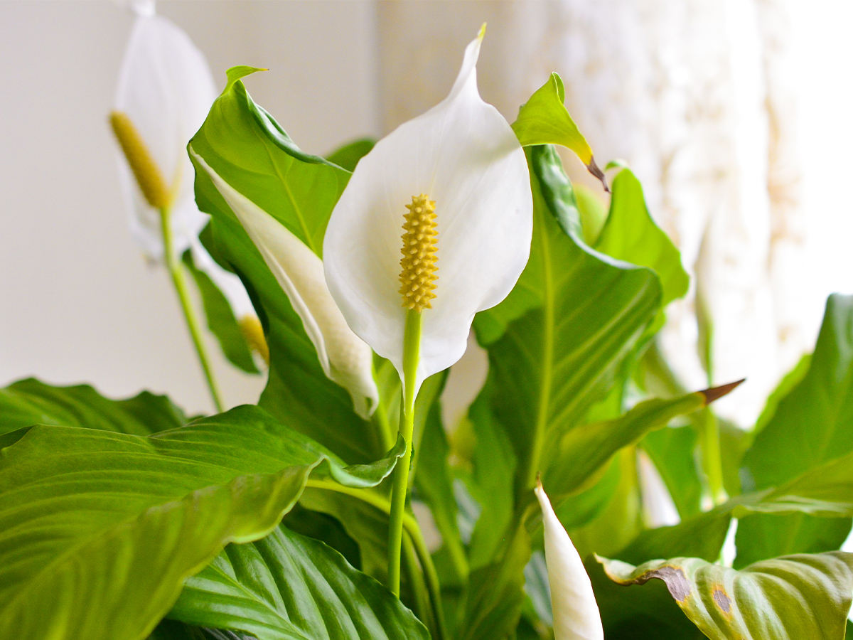 Peace Lily